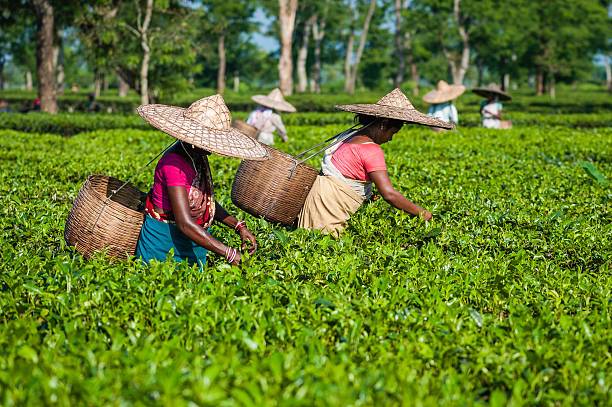 From Assam Gardens to Your Cup